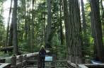 Trilha ba floresta de árvores gigantes, na Cathedral Grove, na estrada para Tofino, em Vancouver Island, na British Columbia, no Canadá